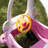 Grow 'n Up Animals Push/Pull Ride On