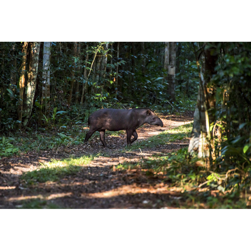 A Brazilian Tapir by Leonardo Prest Mercon Ro - Wrapped Canvas Print, 30cm H x 46cm W