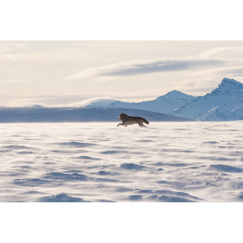 Alaskan Tundra Wolf by Troutnut - Wrapped Canvas Print, 51cm H x 76cm W