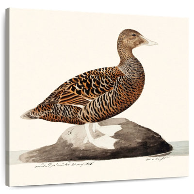 Common Eider