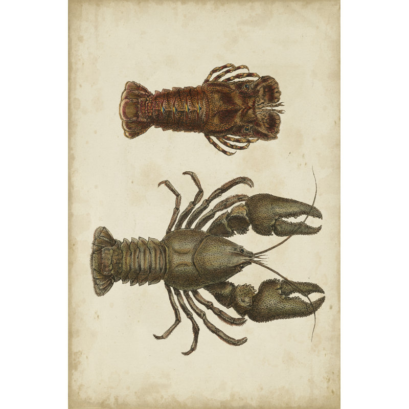 Crustaceans V 1 Piece Wrapped Canvas Painting, 122cm H x 81cm W x 3.8cm D