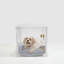 Clear Acrylic Dog Crate-to-Gate-409337467