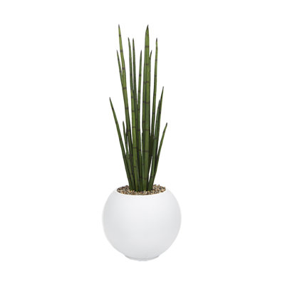 Snake Plant in White Porter