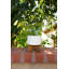 Pot de fleurs blanding-325568810