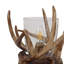 Novelty Lamp