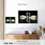Famille de cygnes Brampt-107864794