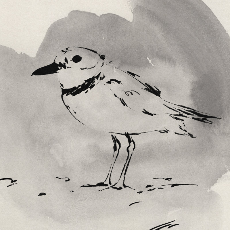 Inky Plover II 1 Piece Wrapped Canvas Painting, 30cm H x 30cm W