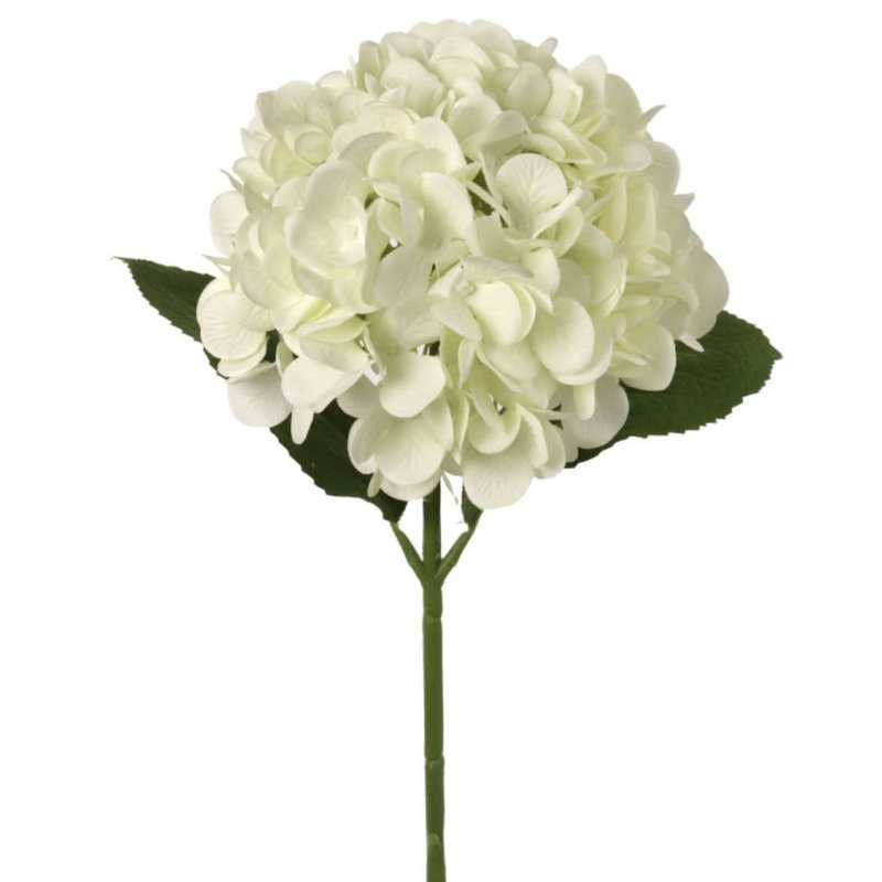 Hortensia Russo