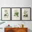 Antique Turpin Botanical I - reproduction sur mesure encadrée de qualité supérieure - 3 pièces-1422332537-1422332536