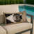American Wirehair