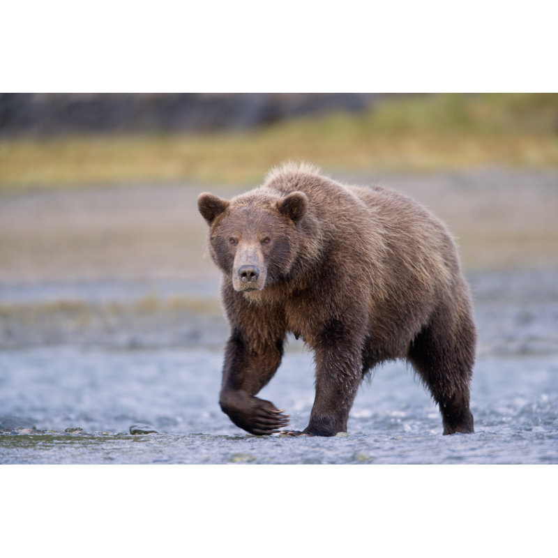 Grizzly Bear by KenCanning - Wrapped Canvas Print, 61cm H x 91cm W x 3.8cm D