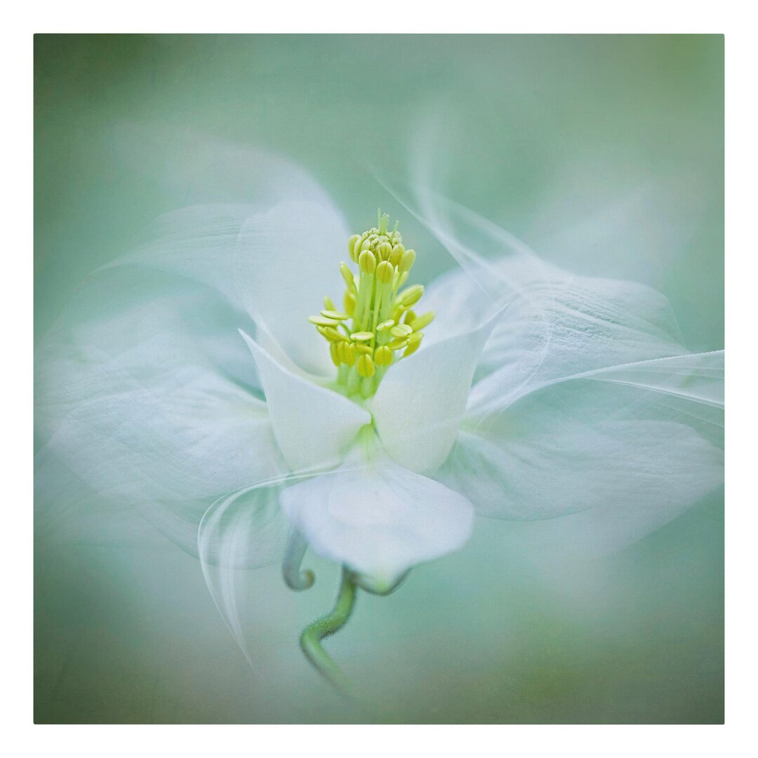 Leinwandbild White Columbine