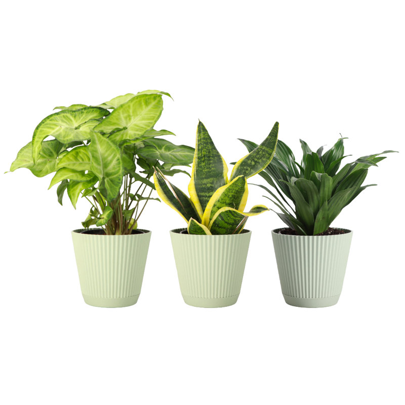 Live Low Light Houseplant Set, Sage