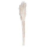 Zellmer 36" Bleached Plume Reed Bundle (15-20 stems), Preserved