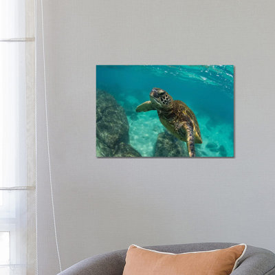 Green Sea Turtle Swimming In The Pacific Ocean, Hawaii, USA by Panoramic Images - Wrapped Canvas Print
