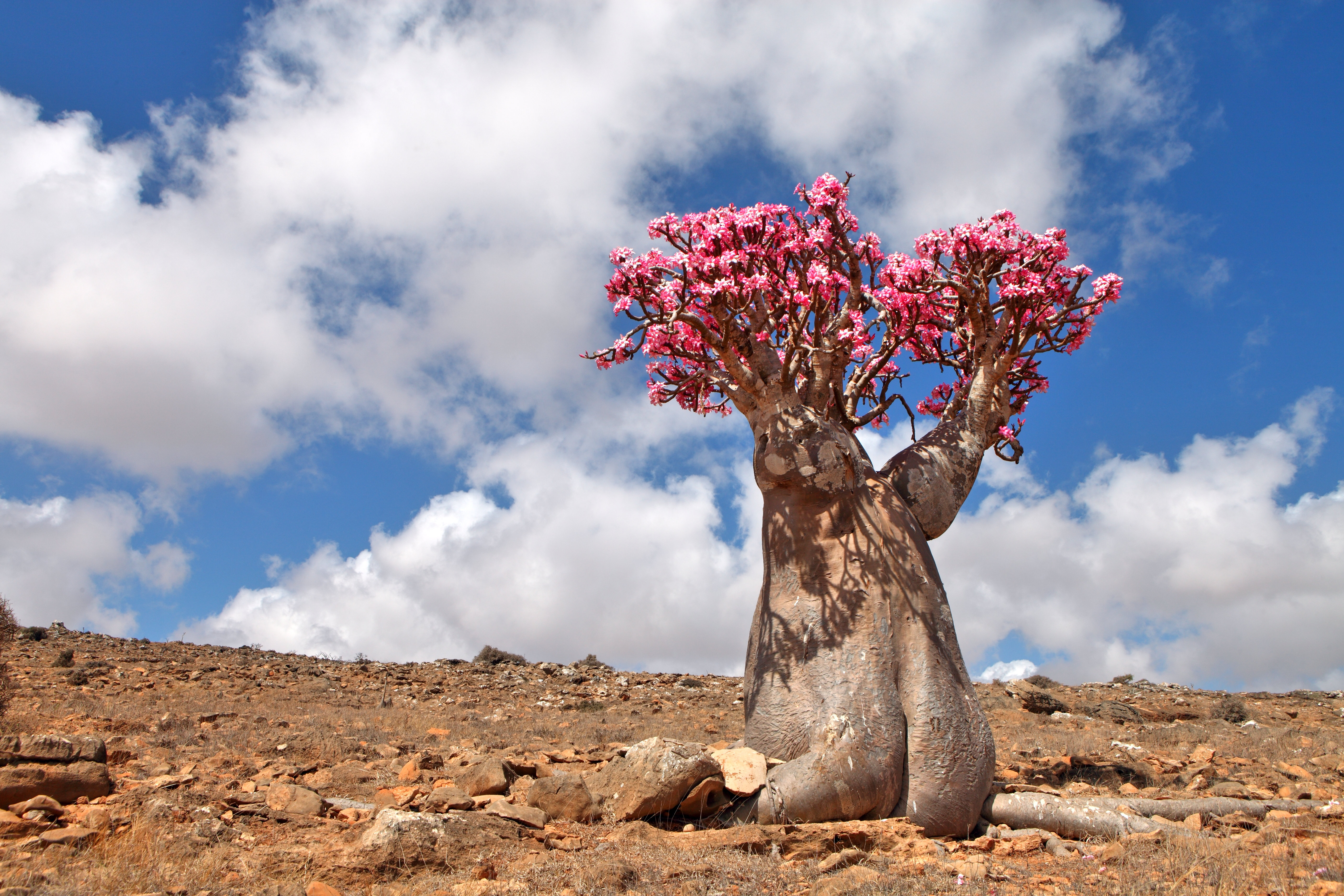 Union Rustic Bottle Tree - Endemic Of Socotra Island On Canvas Print