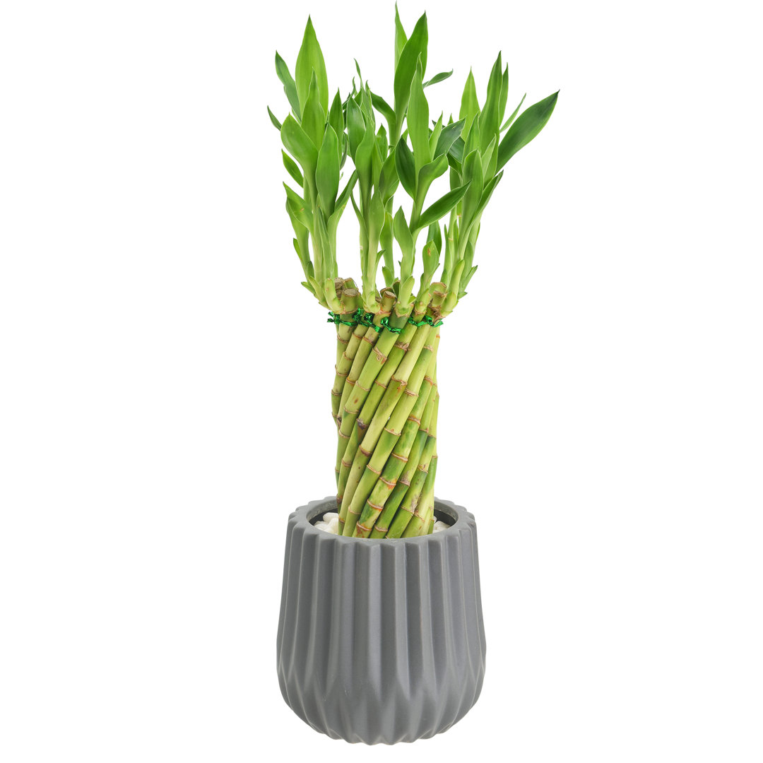 Tornado Lucky Bamboo In Classica 2.0 Ceramic Planter Arcadia Garden Products 