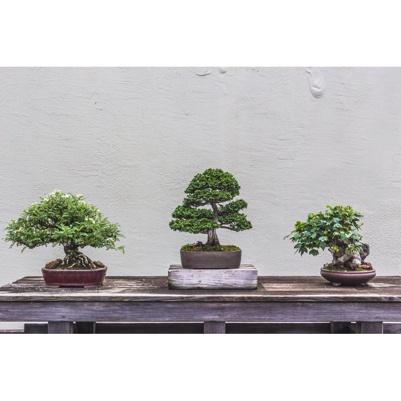 Bonsai Trees on Canvas par Delaney Van, photographie, H 12 po x l 18 po x P 1,25 po