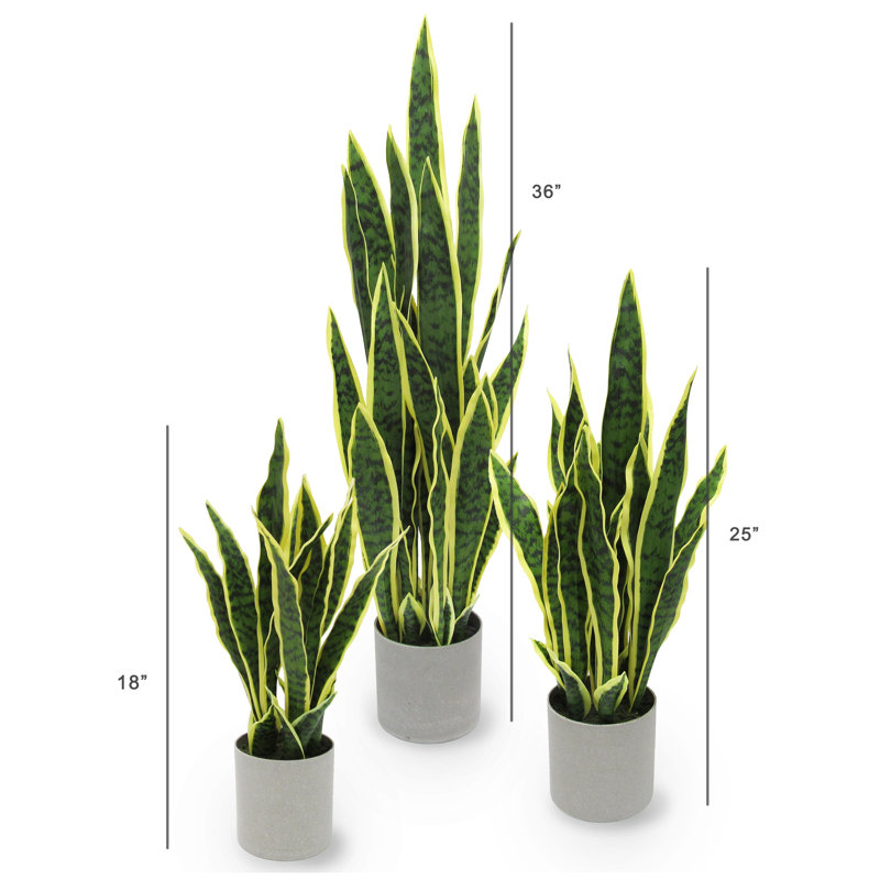 black.zz plant Zamioculcas Black Queen 4"