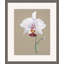 Orchid Study 8 Framed Painting