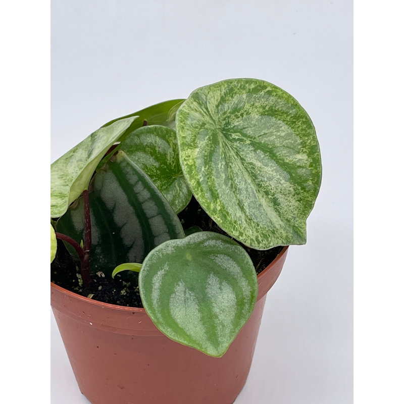 Watermelon Peperomia  4 Inch