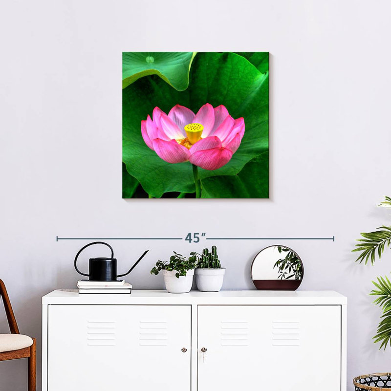 Lotus Harnek, H 24 po x l 24 po