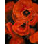 «Poppy Bouquet», reproduction sur toile