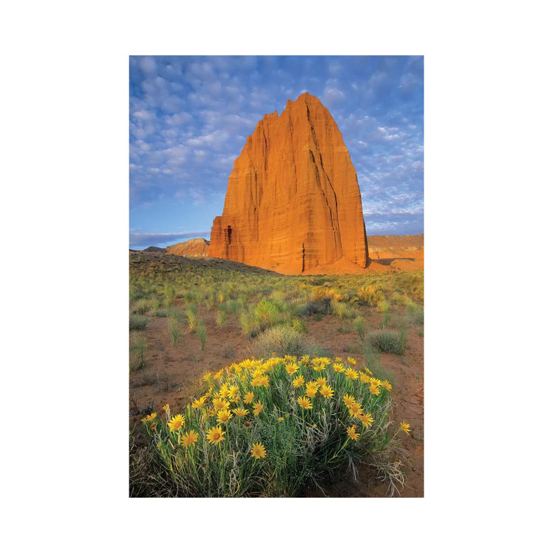 Common Sunflower Cluster And Temple Of The Sun, Capitol Reef National Park, Utah I by Tim Fitzharris - Gallery-Wrapped Canvas Giclée on Canvas