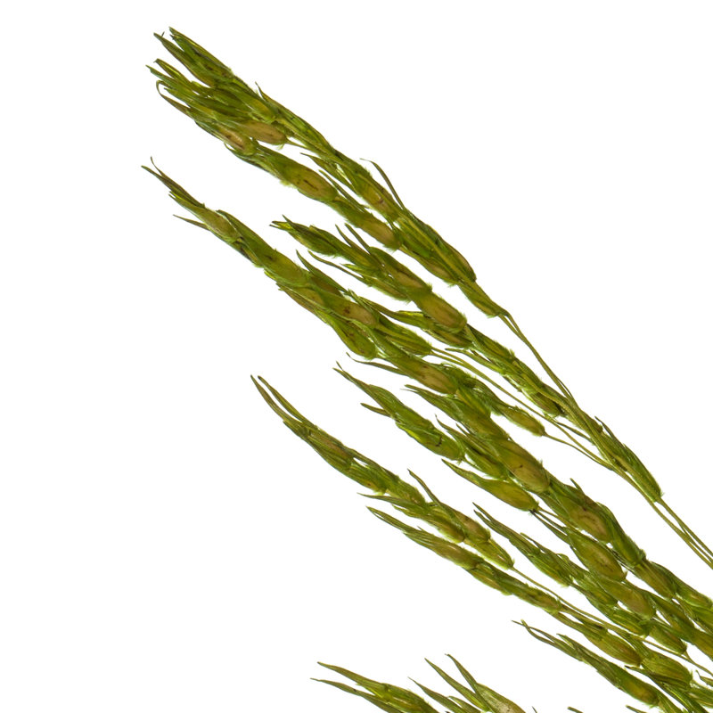Congo Grass, Green