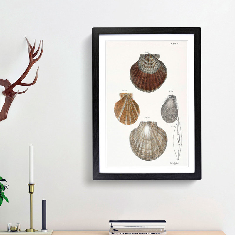 Types of Seashells PL. 11 by J.E. De Kay - Framed Print, 48cm H x 36cm W x 2cm D, Black Framed