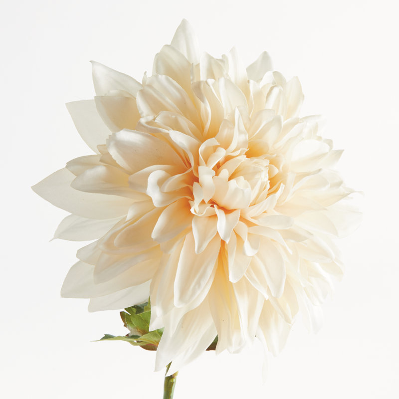 28-Inch Dahlia Stem, Cream