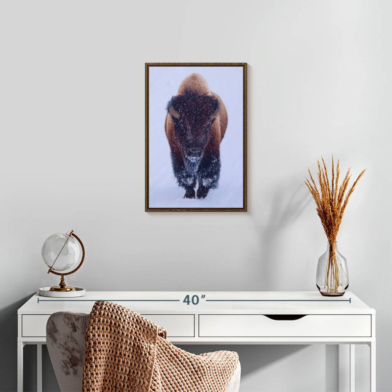 Bison dans la neige, Floating Frame Walnut, 13" x 19"
