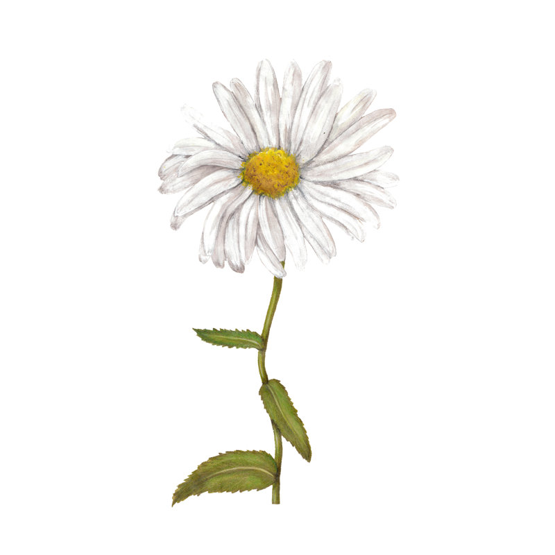 «Adaryl Chamomile On Canvas» par Arevka, peinture, H 12 po x l 12 po