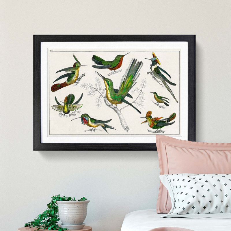 Collection of Hummingbirds XXV by Oliver Goldsmith - Picture Frame Painting, 27cm H x 36cm W x 2cm D, Black Framed