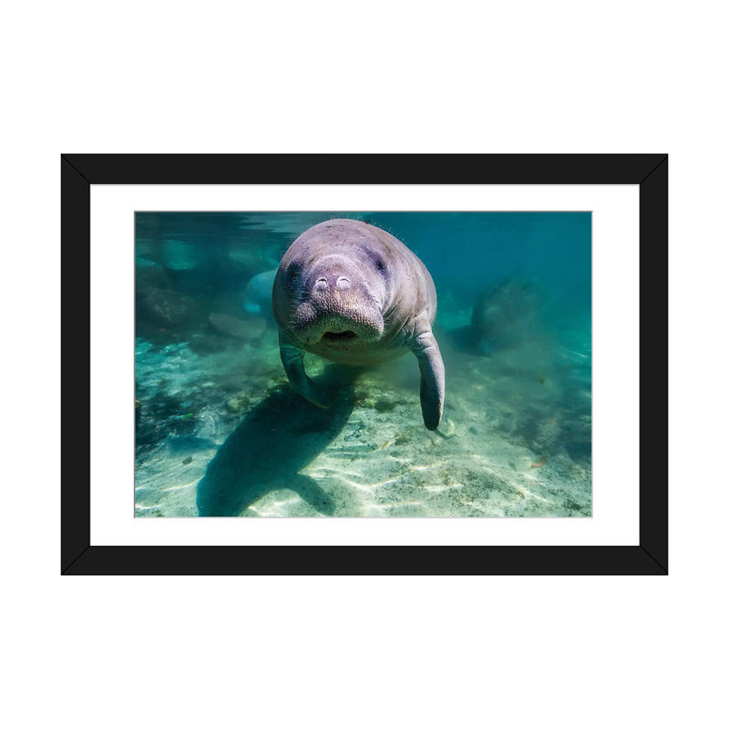 «Manatee in Crystal River Florida», reproduction de photo sur toile, H 32 po x l 48 po x P 1,5 po, Toile avec cadre noir