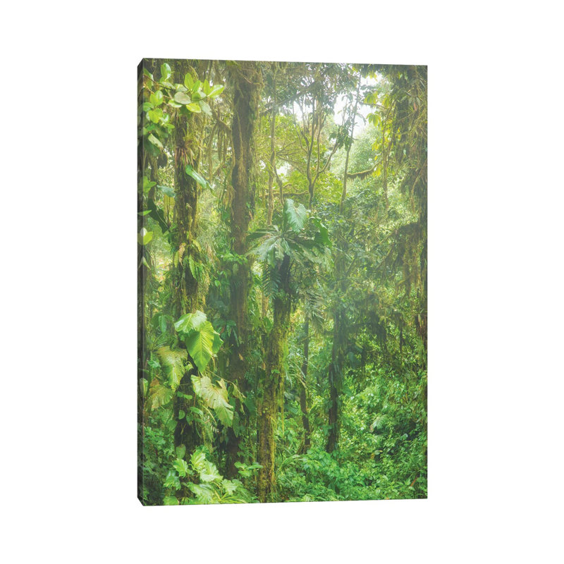 Jungle Mist by Mark Paulda - Print on Canvas, Wrapped Canvas, 66.04cm H x 45.72cm W x 3.81cm D