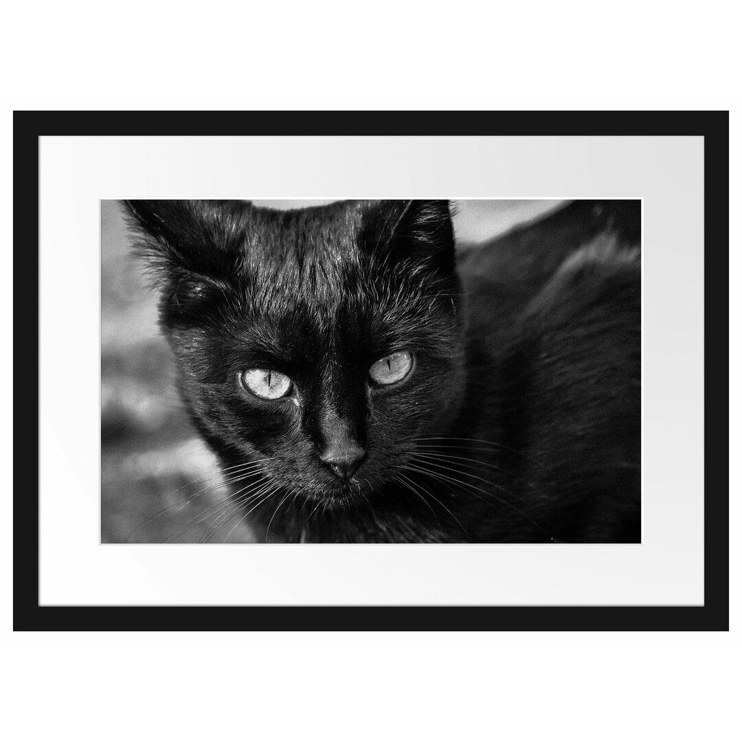 Gerahmtes Poster Schwarze Katze