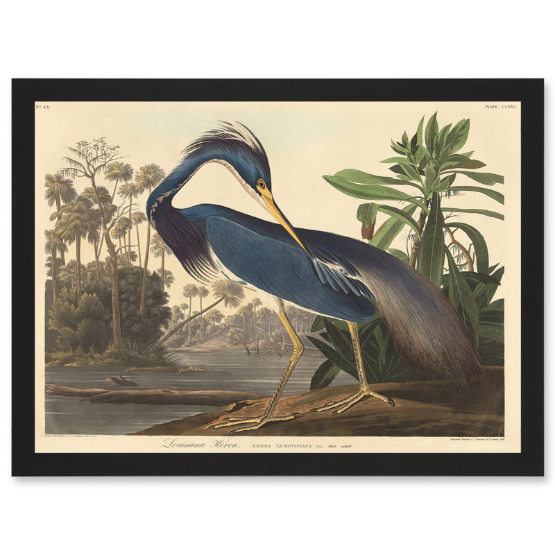 Bird Audubon Louisiana Heron - Single Picture Frame Painting on Canvas