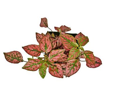 House Plant Shop 4_HYPOESTES_RED