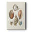 Knorr Shells & Coral I - galerie sur mesure Cavas-1422677161