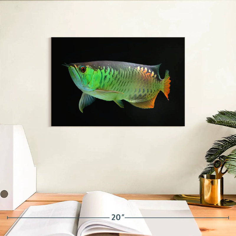 Corbeau arowana, H 8 po x l 12 po