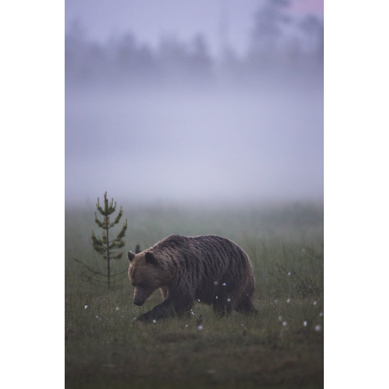 Brown Bear by Mats Lindberg - Wrapped Canvas Print, 46cm H x 30cm W