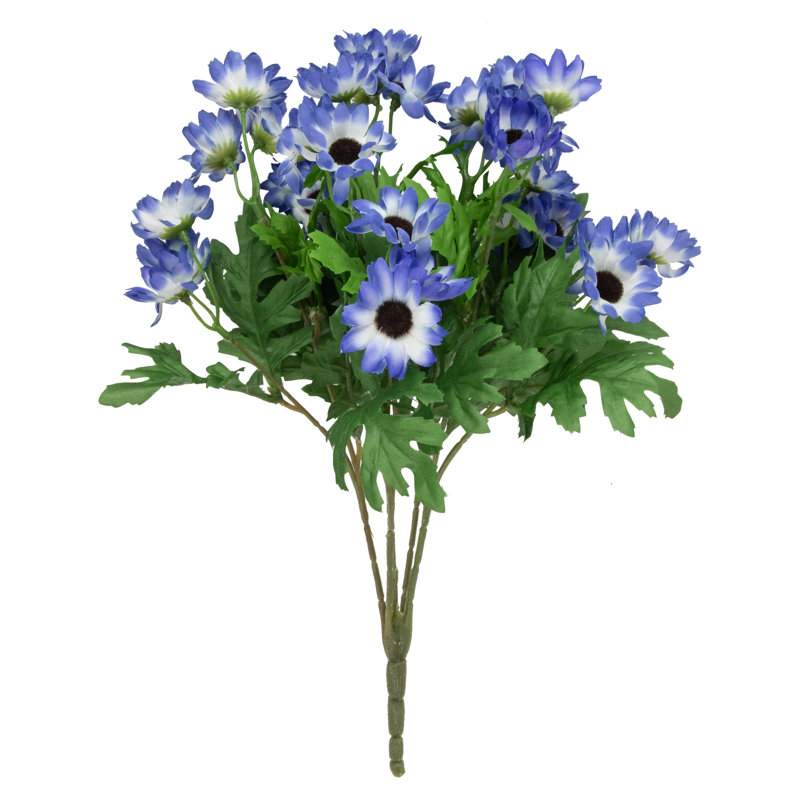 Marguerite Cineraria