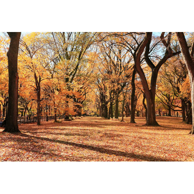 " Central Park In Autumn "