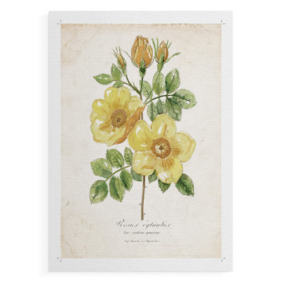 Botanical IV -Canvas Print Only - NOT FRAMED