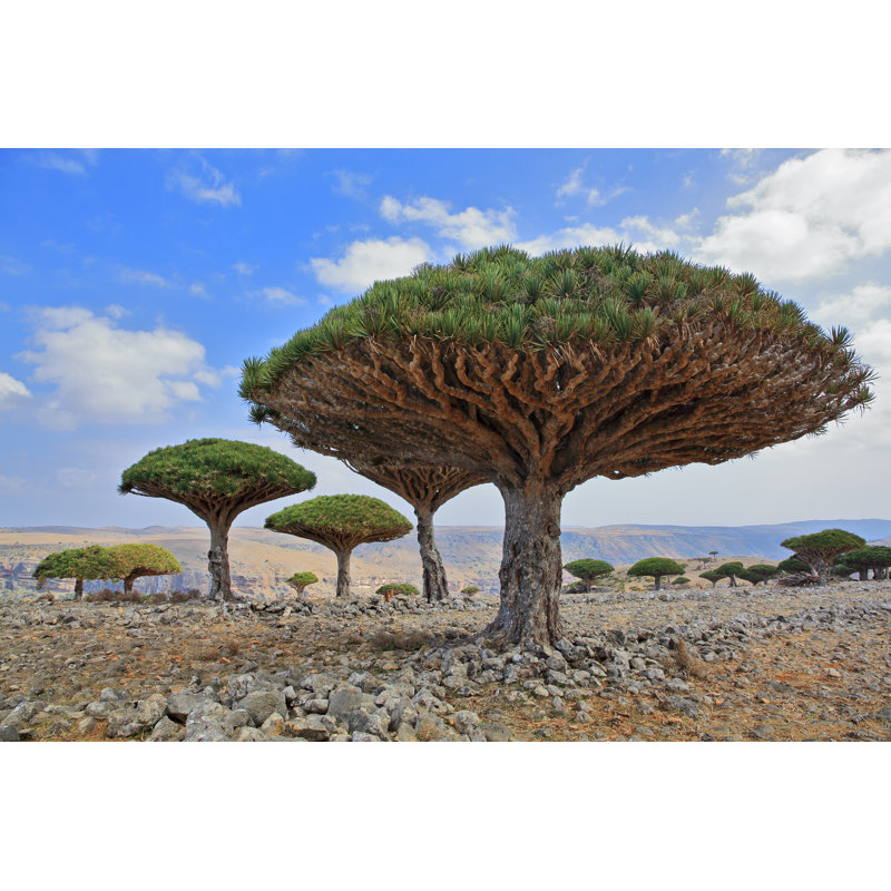 «Lexsie Dragon Tree on Canvas» par Zanskar, photographie, H 8 po x l 12 po x P 1,25 po