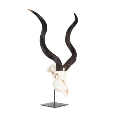 Mounted Kudu Skull