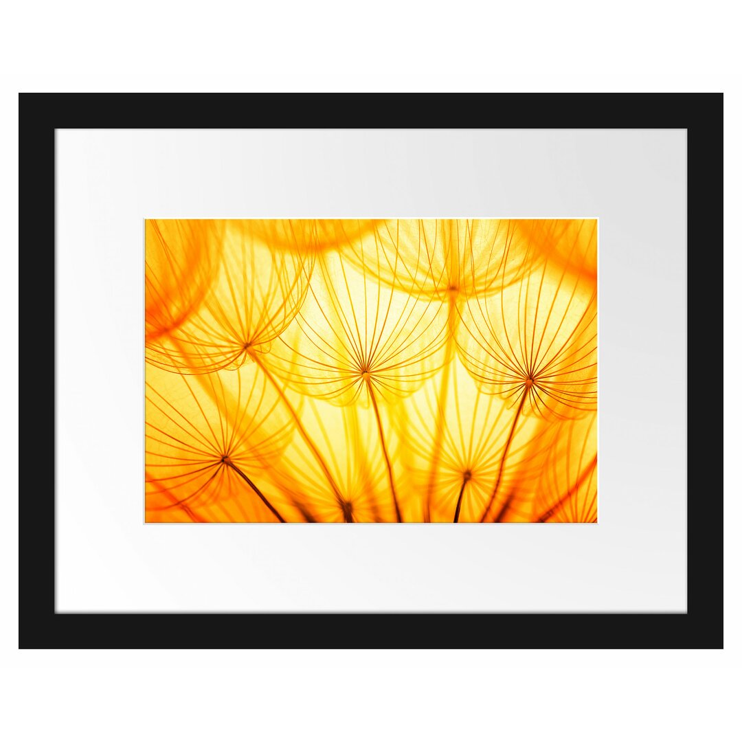 Gerahmtes Poster Pusteblumen oranges Licht