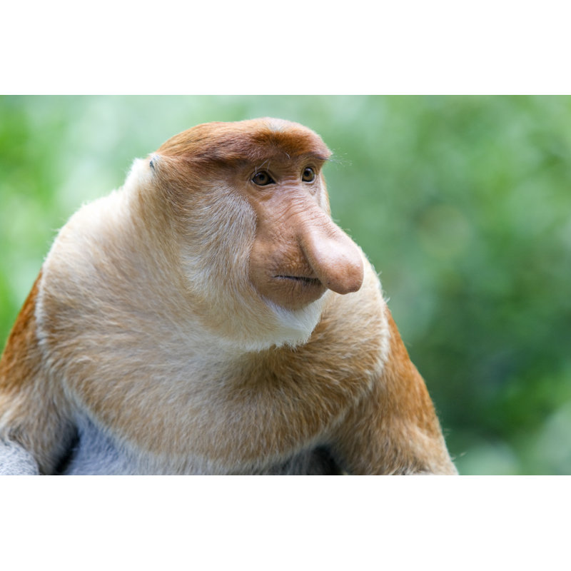 Proboscis Monkey - Wrapped Canvas Print, 51cm H x 76cm W x 3.8cm D