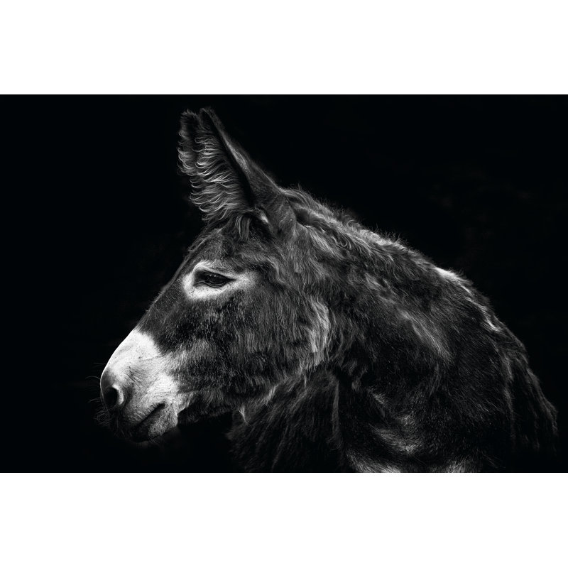«Donkey Portrait I» par PHBurchett - photographie sur toile tendue, H 8 po x l 12 po